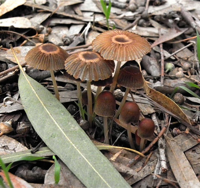 Parasola auricoma / Coprinus auricomus