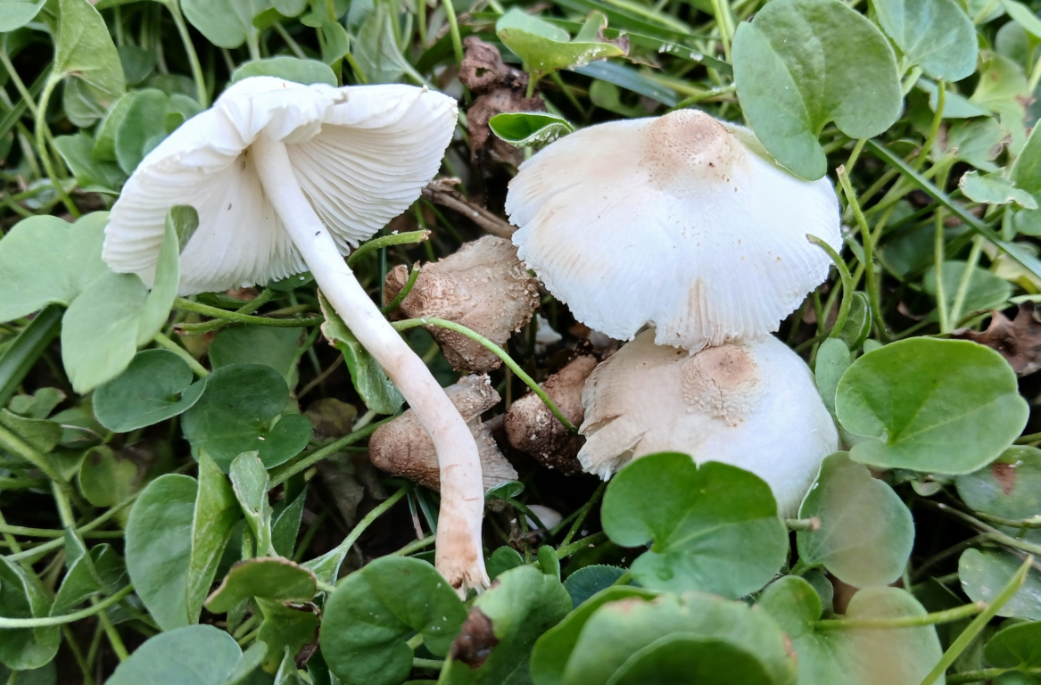 Leucocoprinus cretaceus