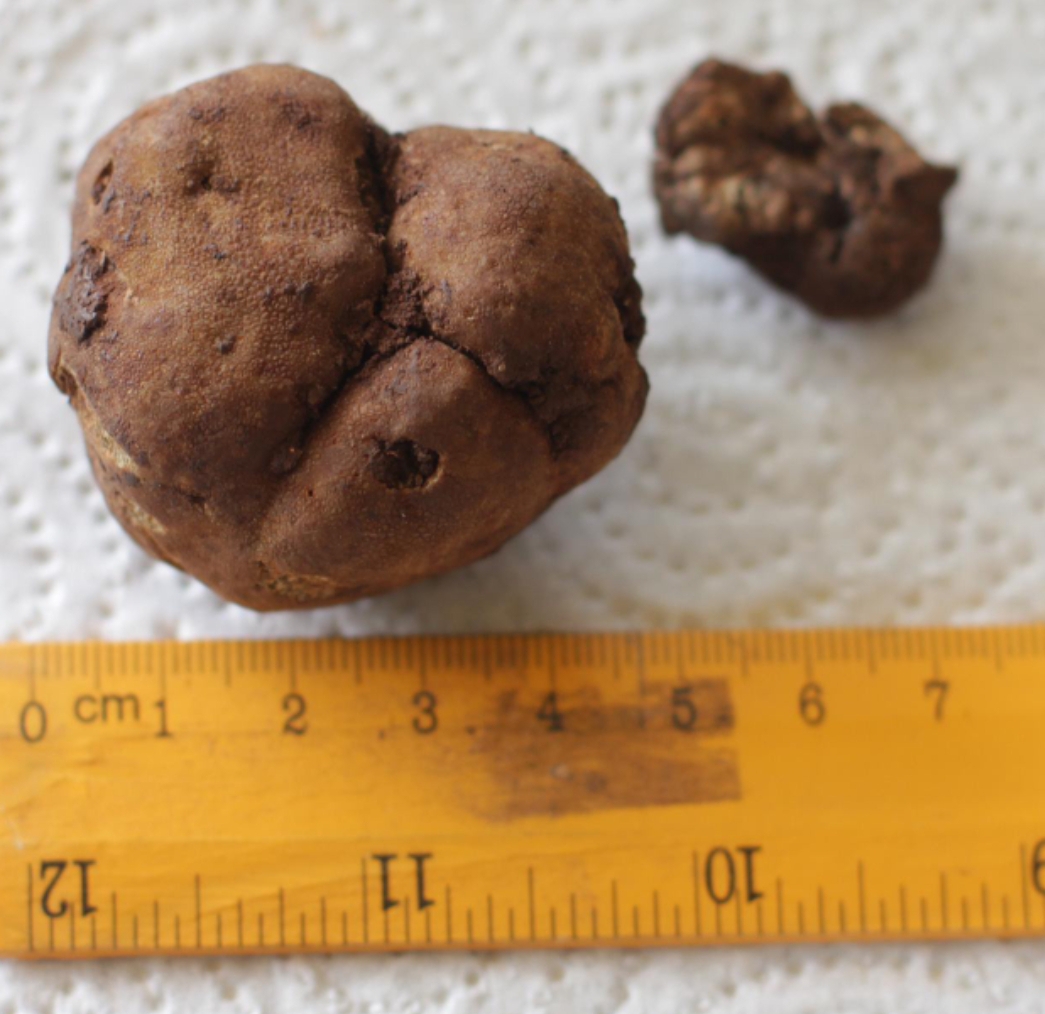 Tuber pulchrosporum