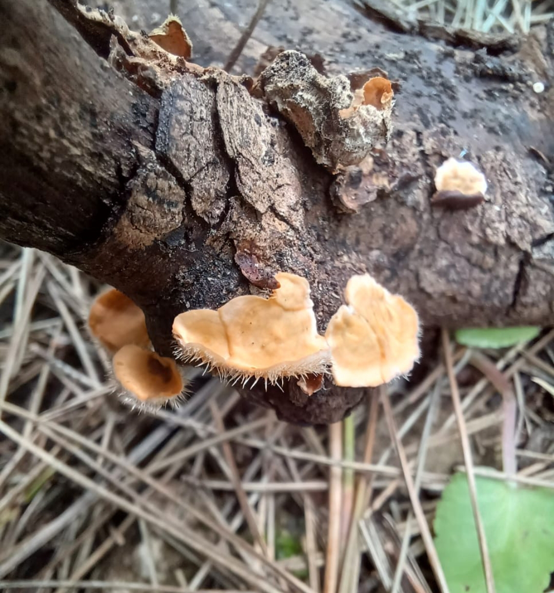 Stereum ochraceoflavum