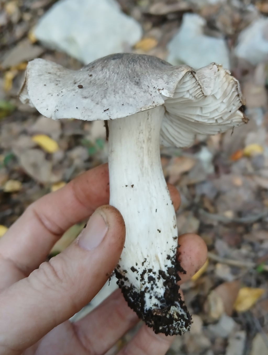 Tricholoma orirubens