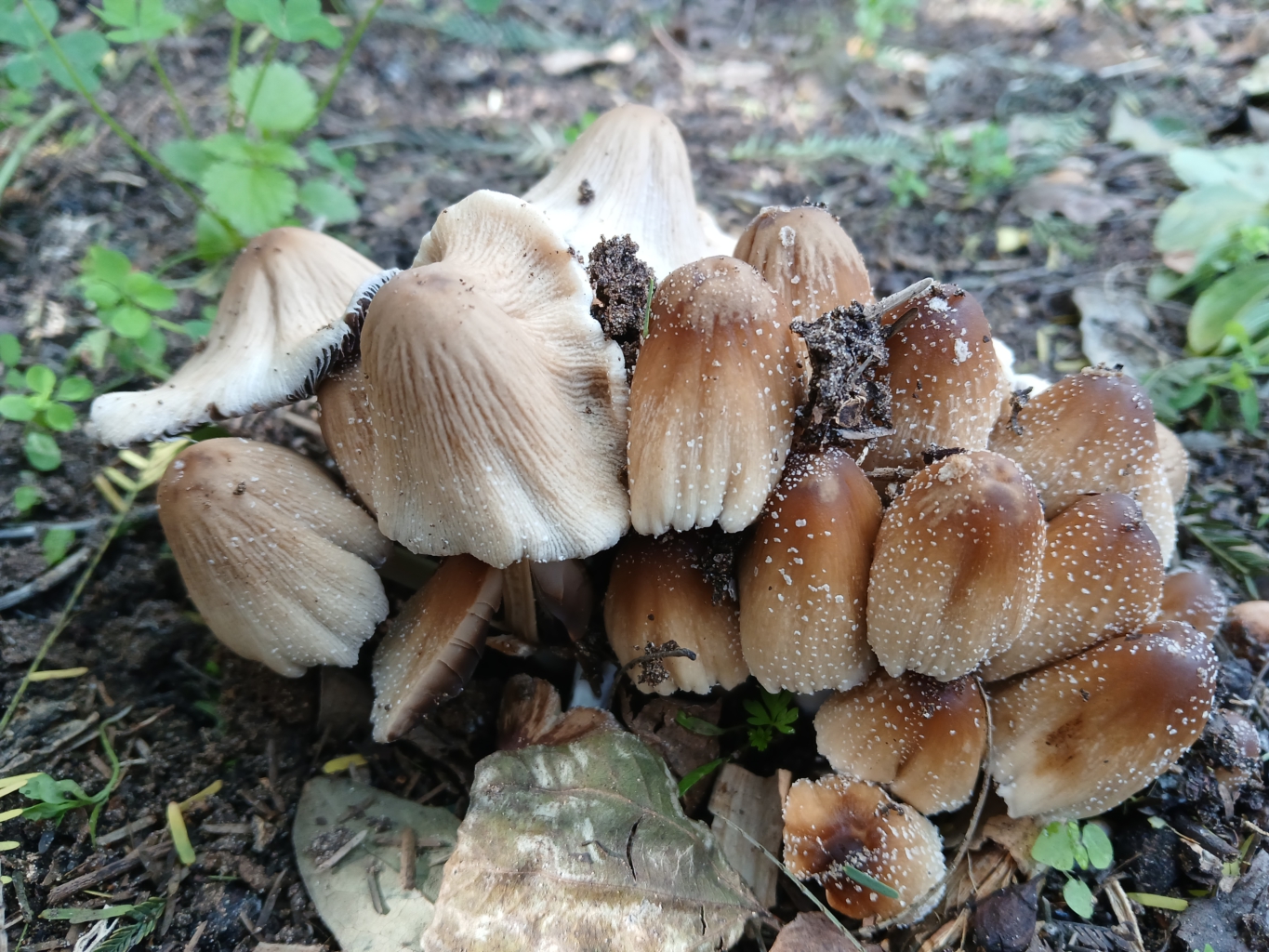 Coprinellus micaceus / Coprinus micaceus