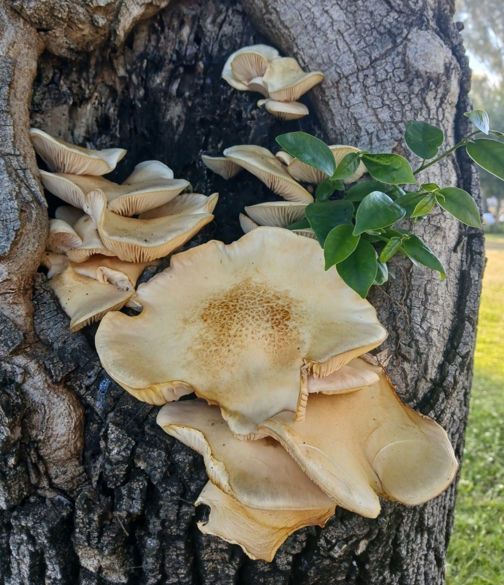 Pleurotus cystidiosus