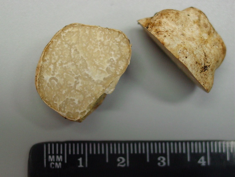 Tuber asa