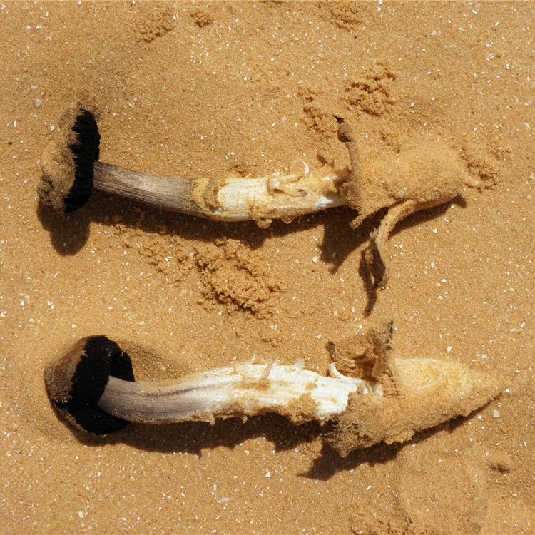  Gyrophragmium dunalii/ Montagnites dunalii