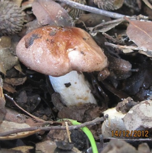 Hygrophorus poetarum 