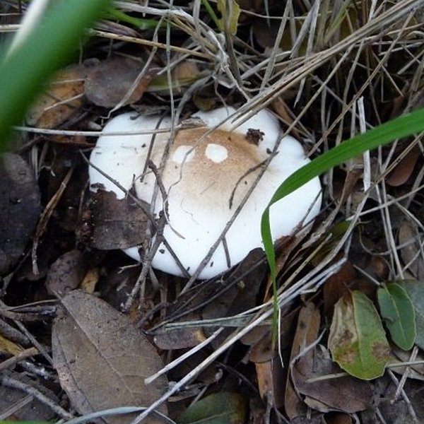 Hygrophorus leucophaeus / unicolor