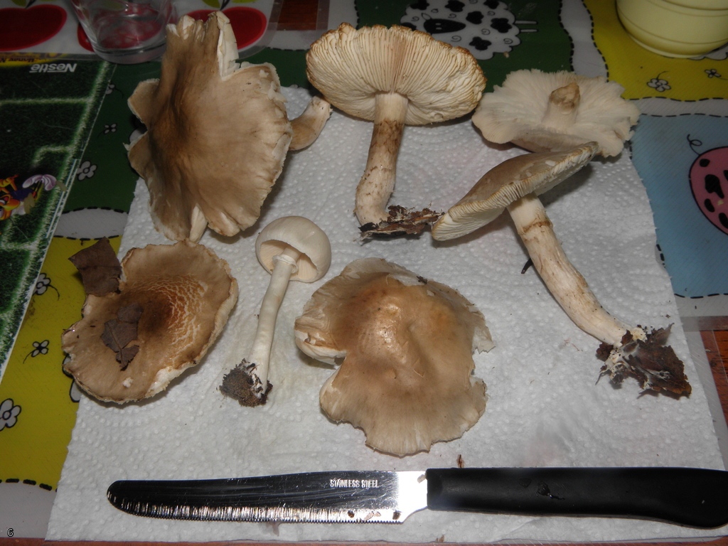 Leucoagaricus carneifolius / Leucocoprinus leucothites var. carneifolius