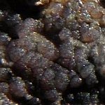 Saccobolus versicolor 