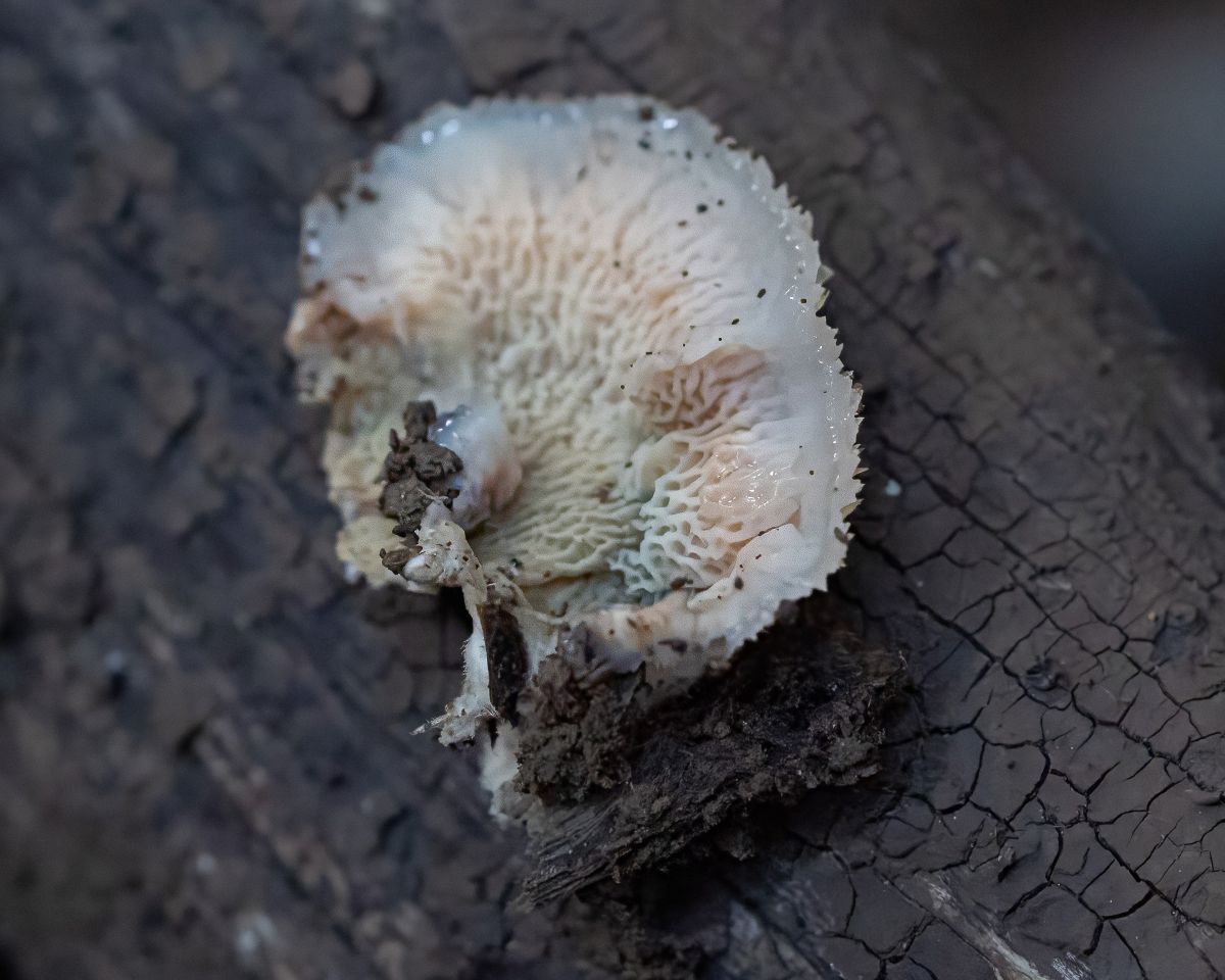 Merulius tremellosus / Phlebia tremellosa