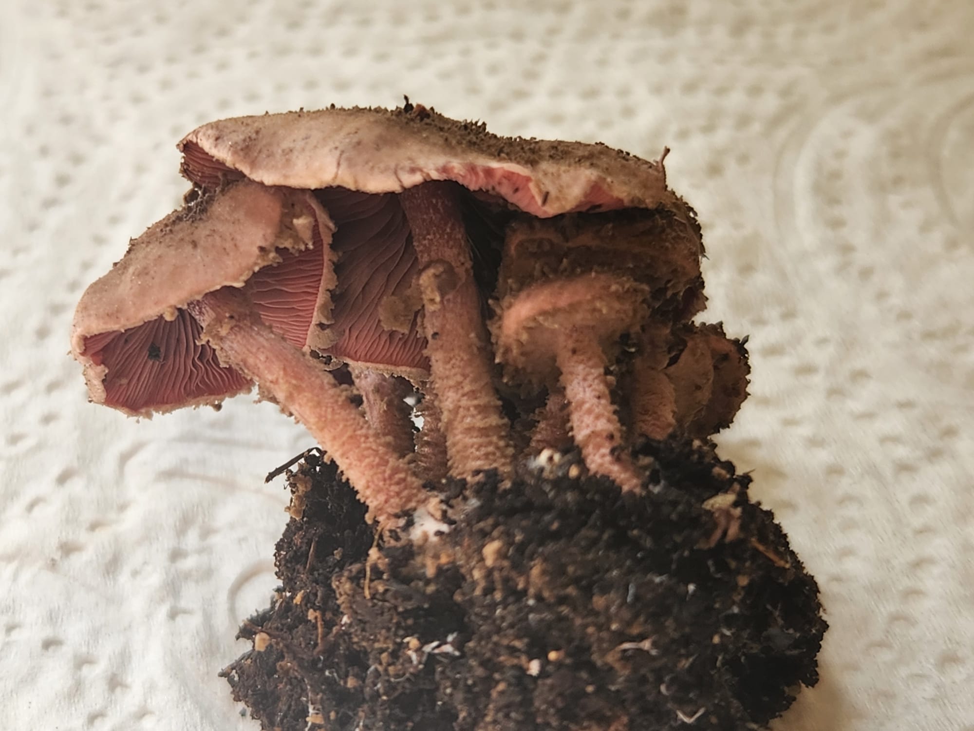 Melanophyllum haematospermum / Lepiota haematosperma / echinata