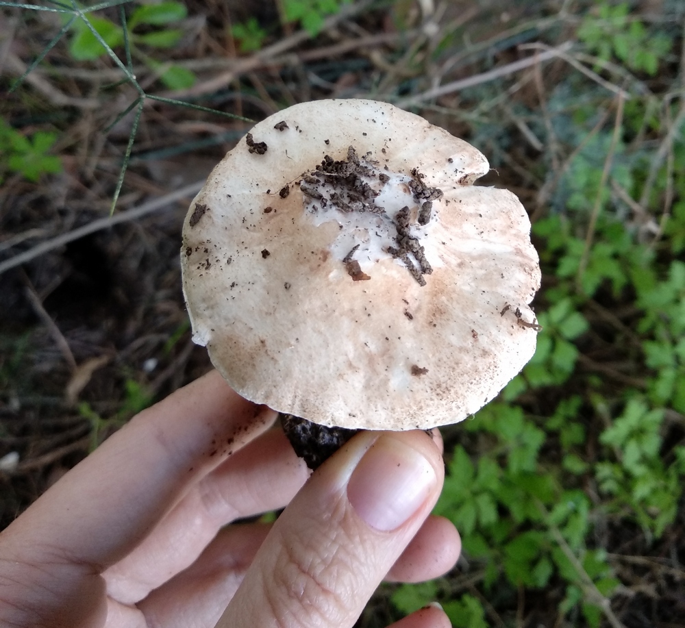Leucoagaricus littoralis / Leucocoprinus littoralis