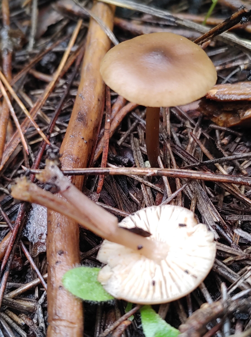 Tephrocybe tylicolor/Sagaranella tylicolor