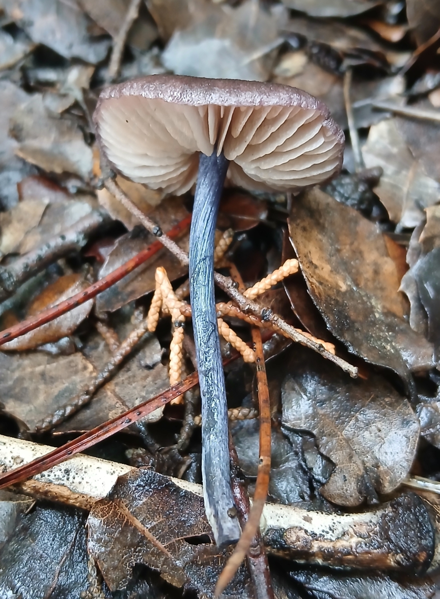 Entoloma asprellum / Rhodophyllus asprellus