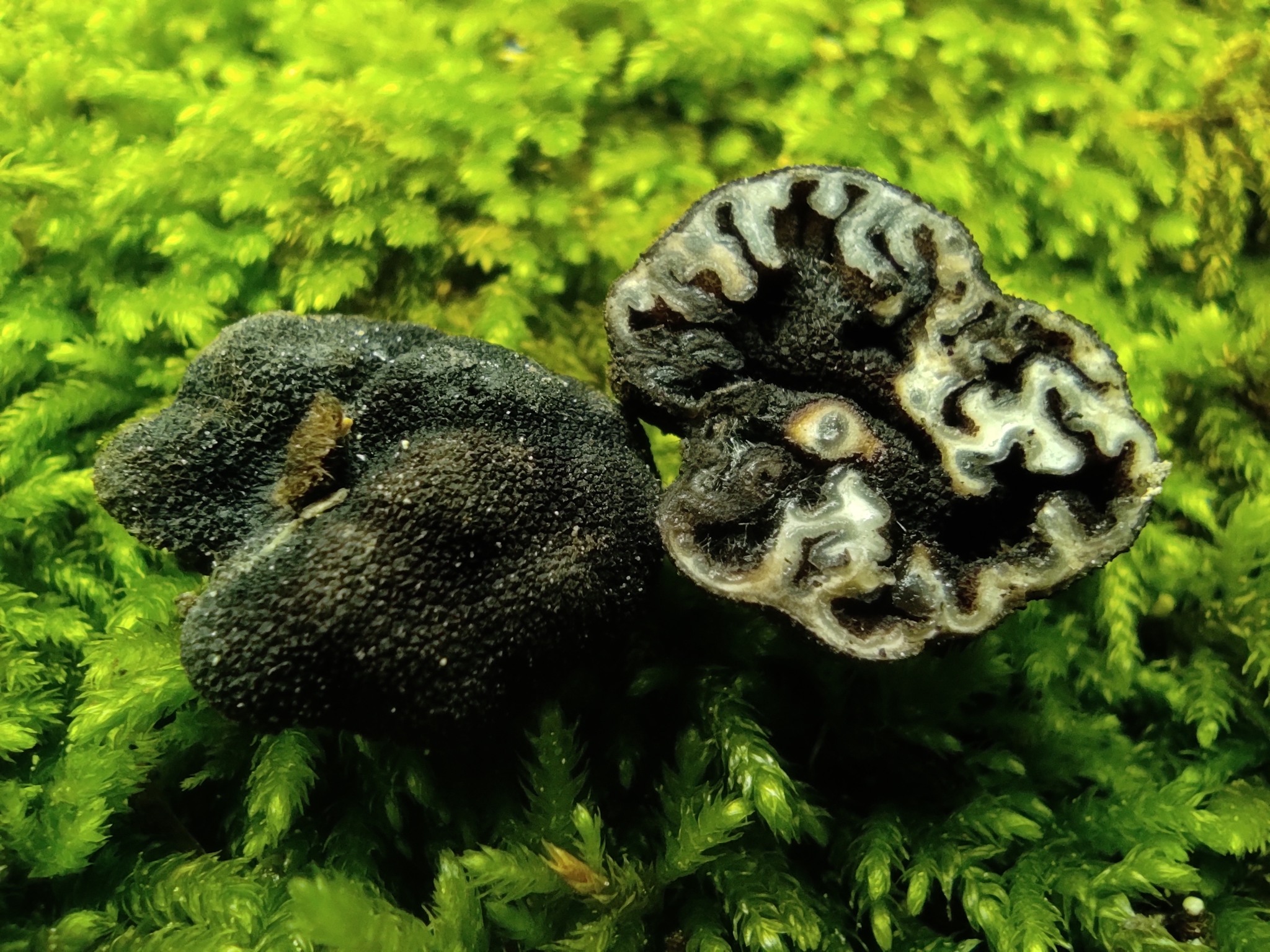 Genea lobulata